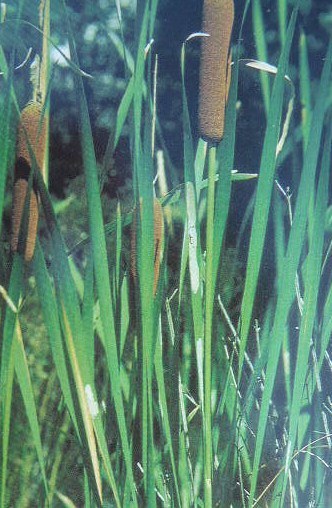 Bush tucker, Koories ate the stems of Rushes